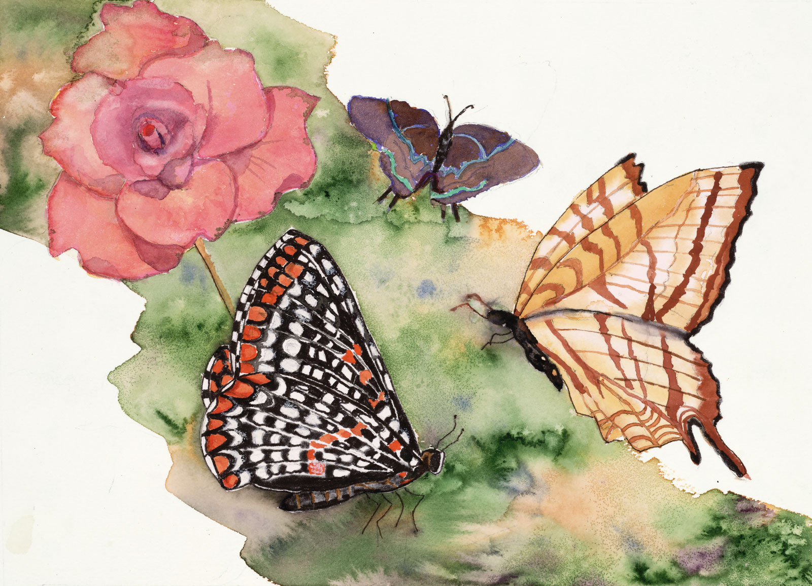 Butterflies are Free