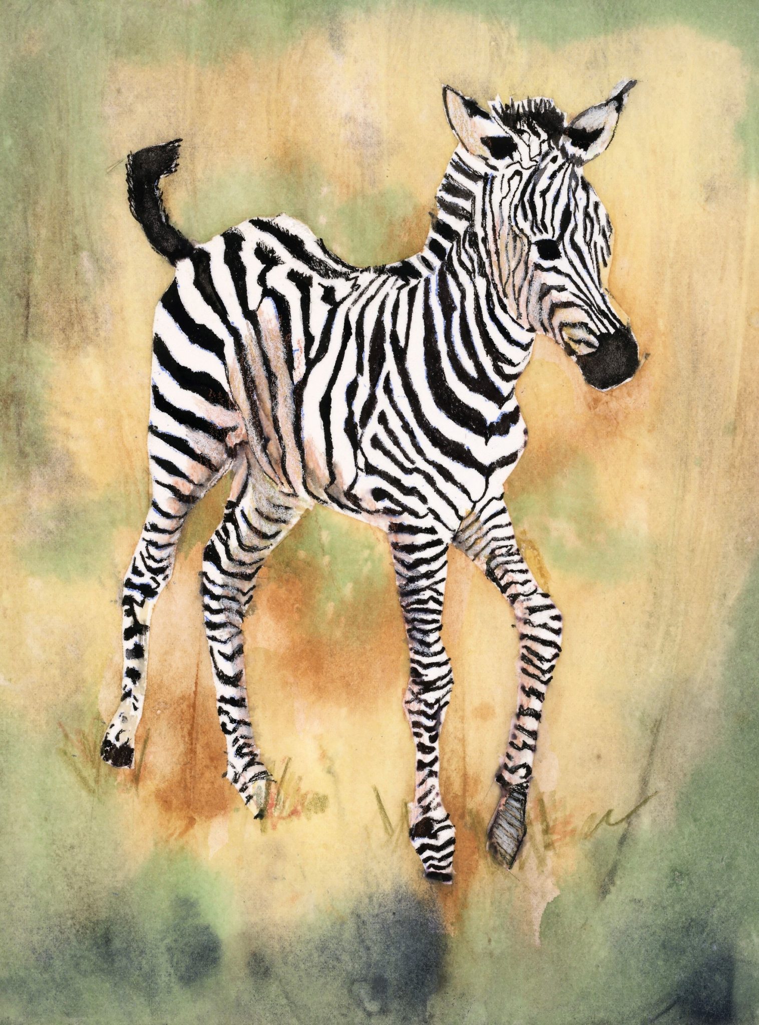 Baby Zebra
